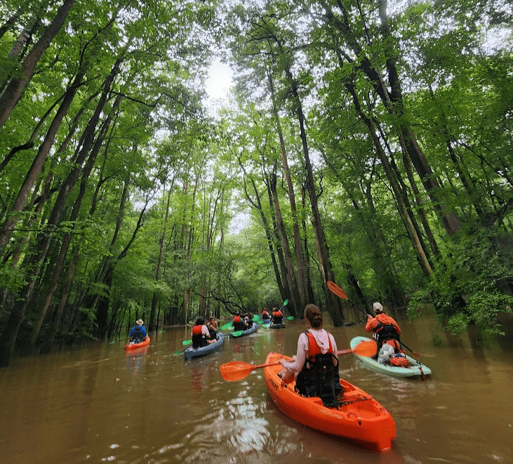 How to Spend One Day in Congaree National Park