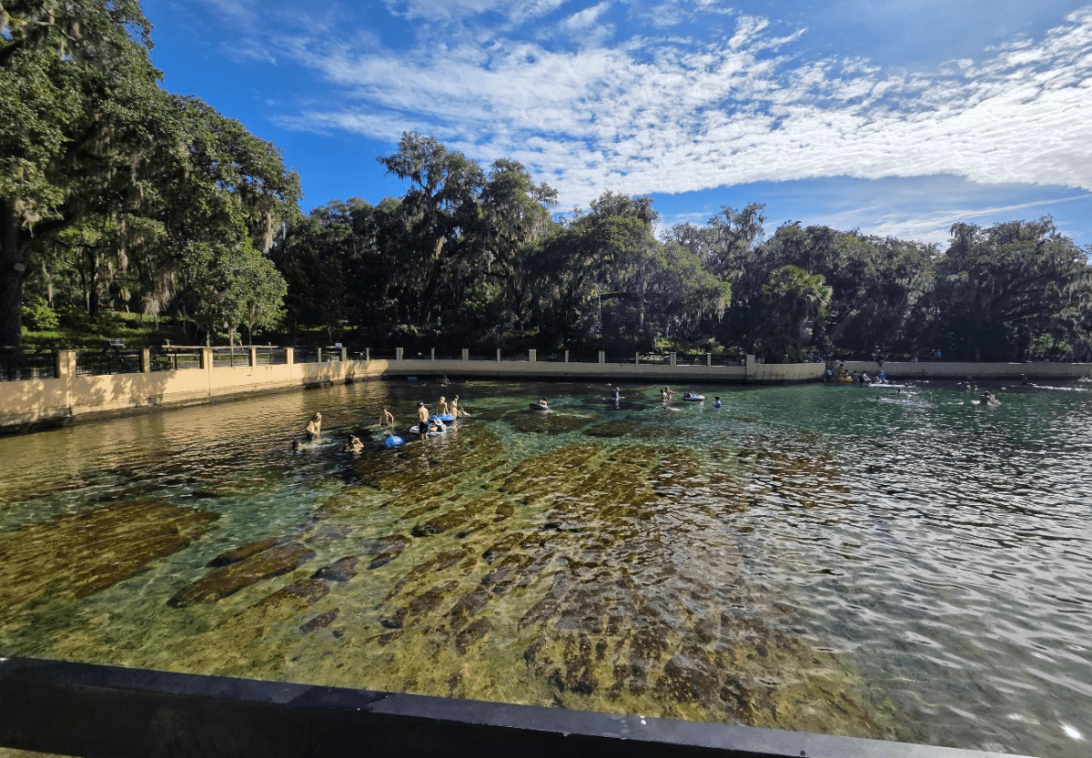 Salt Springs: Guide to Florida’s Most Unique Spring – With Blue Crabs