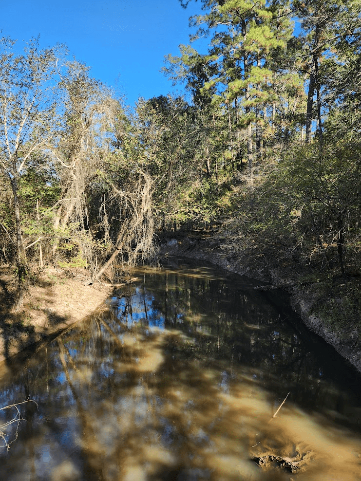 Big Thicket National Preserve Guide: Best Hikes & Things to Do