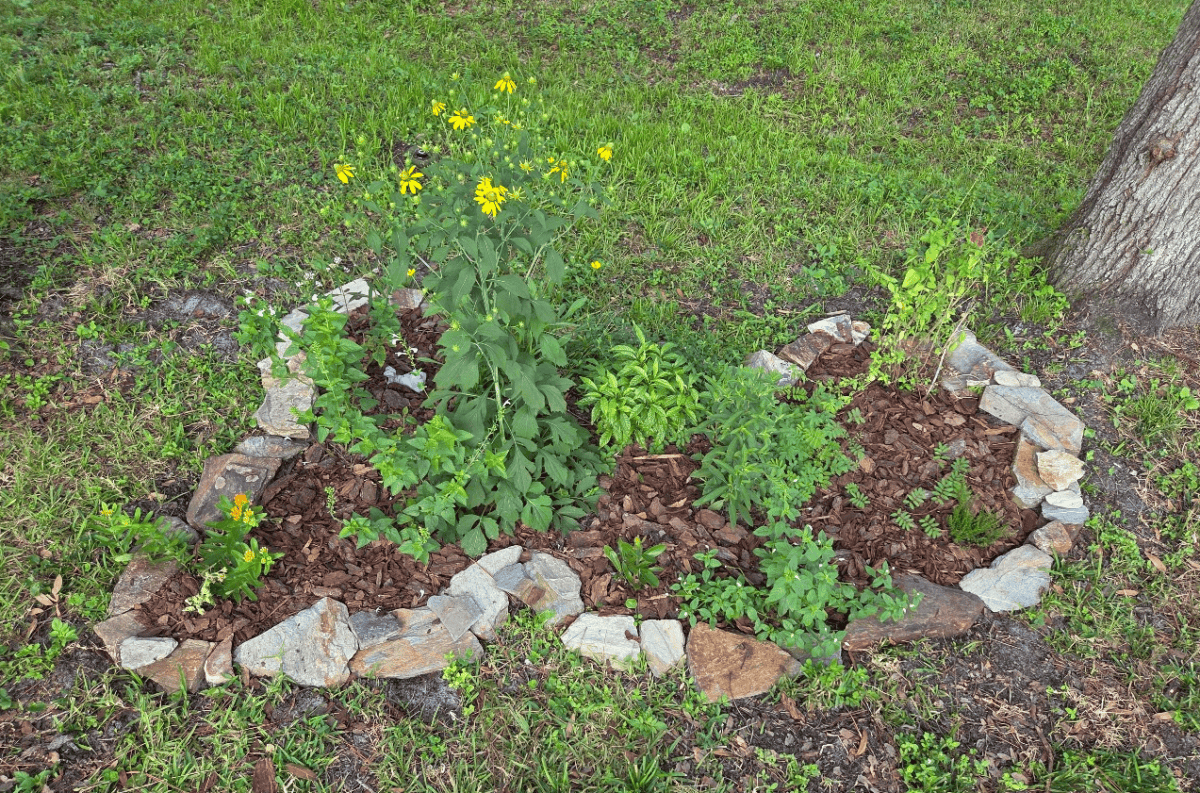 How to Start a Florida Native Plant Pollinator Garden (Central Florida Guide)