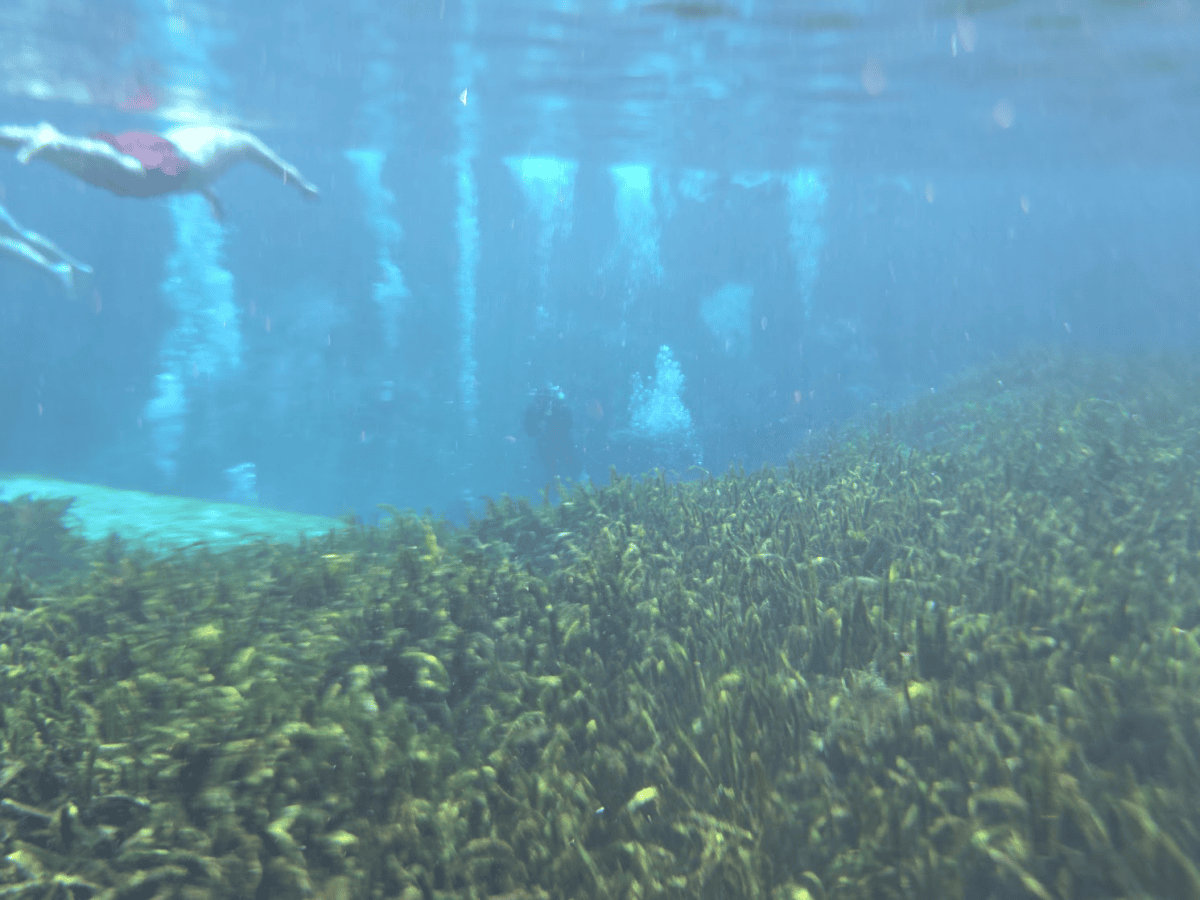 Alexander Springs Florida: Complete Visitor Guide